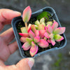 Anacampseros telephiastrum variegata ‘Sunrise’