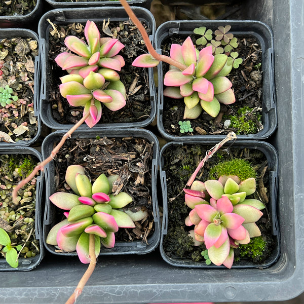 Anacampseros telephiastrum variegata ‘Sunrise’ LET LOVE GROW