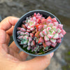 Echeveria subcorymbosa Juxtlahuaca (030 Giant Form)(w/pup)