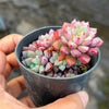 Echeveria subcorymbosa Juxtlahuaca (030 Giant Form)(w/pup)