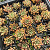 Echeveria psyche