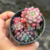 Echeveria subcorymbosa Juxtlahuaca (030 Giant Form)(w/pup)
