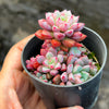 Echeveria subcorymbosa Juxtlahuaca (030 Giant Form)(w/pup)
