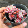 Echeveria subcorymbosa Juxtlahuaca (030 Giant Form)(w/pup)