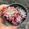 Echeveria subcorymbosa Juxtlahuaca (030 Giant Form)(w/pup)