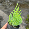 Crested Senecio Vitalis - 'Mermaid's Tail'
