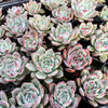 Echeveria Black Barbara