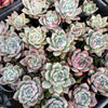 Echeveria Black Barbara