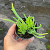 Crested Senecio Vitalis - 'Mermaid's Tail'