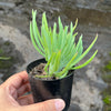 Crested Senecio Vitalis - 'Mermaid's Tail'