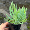 Crested Senecio Vitalis - 'Mermaid's Tail'