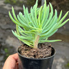 Crested Senecio Vitalis - 'Mermaid's Tail'