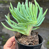 Crested Senecio Vitalis - 'Mermaid's Tail'