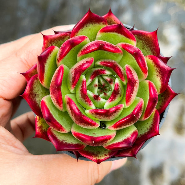 succulent night Echeveria 'Dark night'