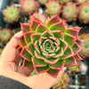 Echeveria agavoides 'Miranda'