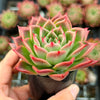 Echeveria agavoides 'Miranda'