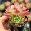 Echeveria agavoides 'Miranda'