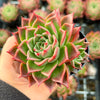 Echeveria agavoides 'Miranda'