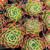 Echeveria agavoides 'Miranda'