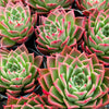 Echeveria agavoides 'Miranda'