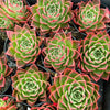 Echeveria agavoides 'Miranda'