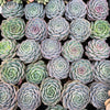 Echeveria 'Amazing Grace' | Korea form
