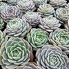 Echeveria 'Amazing Grace' | Korea form