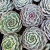 Echeveria 'Amazing Grace' | Korea form