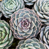 Echeveria 'Amazing Grace' | Korea form