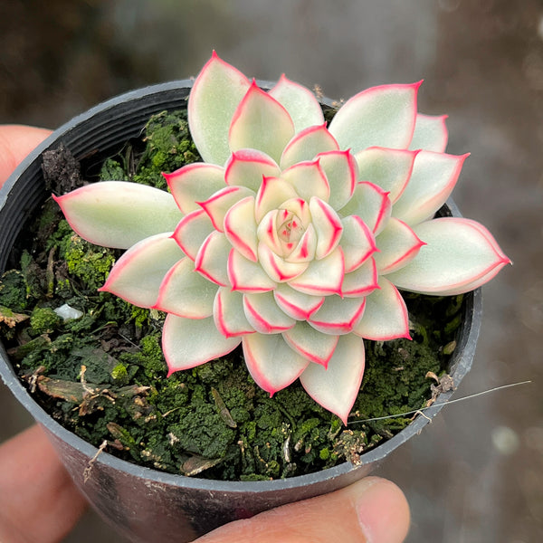 Echeveria Mebina variegated