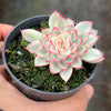 Echeveria Mebina variegated (w/pup)