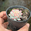 Echeveria Mebina variegated (w/pup)