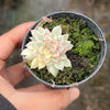 Echeveria Mebina variegated (w/pup)