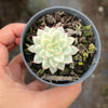Echeveria Mebina variegated (w/pup)
