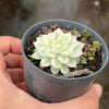 Echeveria Mebina variegated (w/pup)