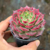 Echeveria Red Wine Queen - Korea Form