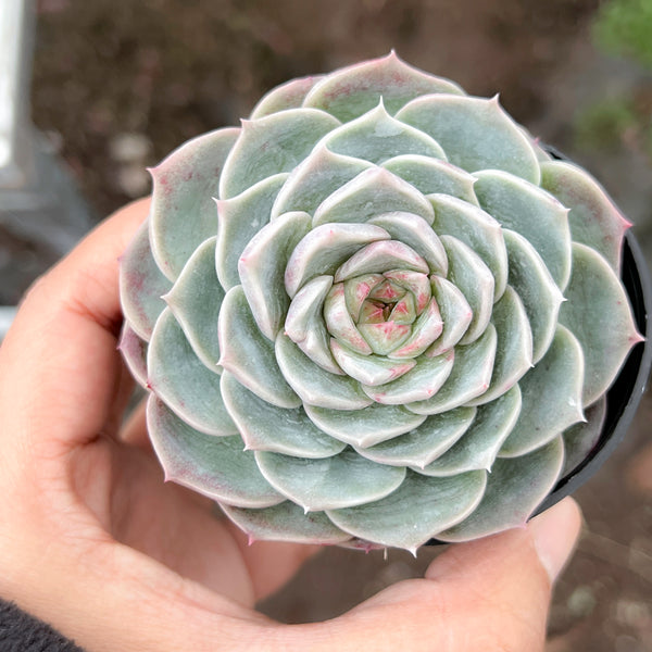 echeveria red velvet succulent Echeveria 'Red Velvet'