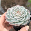 Echeveria 'Red Velvet' - Korea Form