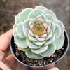 Echeveria 'Red Velvet' - Korea Form