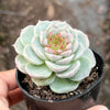 Echeveria 'Red Velvet' - Korea Form