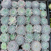 Echeveria 'Love Goddess'