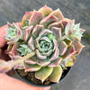 Echeveria 'Hyalina's choice' (Multi-heads)