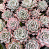 Echeveria 'Blue Bird'