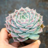 Echeveria 'Love Goddess'