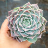 Echeveria 'Love Goddess'
