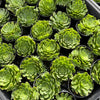 Aeonium aizoon