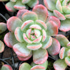 Echeveria 'Star Mark' | Korea Form