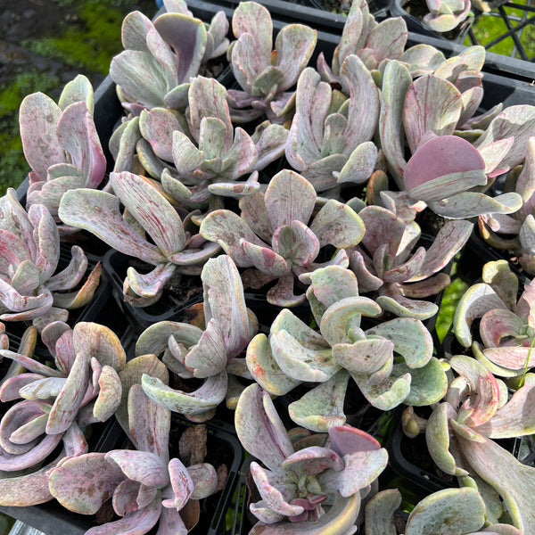 jocelyn's joy succulent Echeveria 'Jocelyn's Joy' – LET LOVE GROW (Succulent & Cactus)