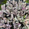 Echeveria 'Jocelyn's Joy'
