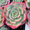 Echeveria 'Petrelia' | Korea Form